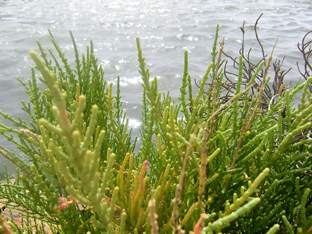 Woody glasswort picture