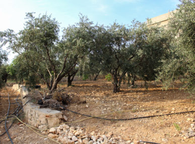 Olive groves in North Lebanon