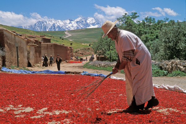 Morocco is reviving the agricultural system with floating solar panels | The Switchers