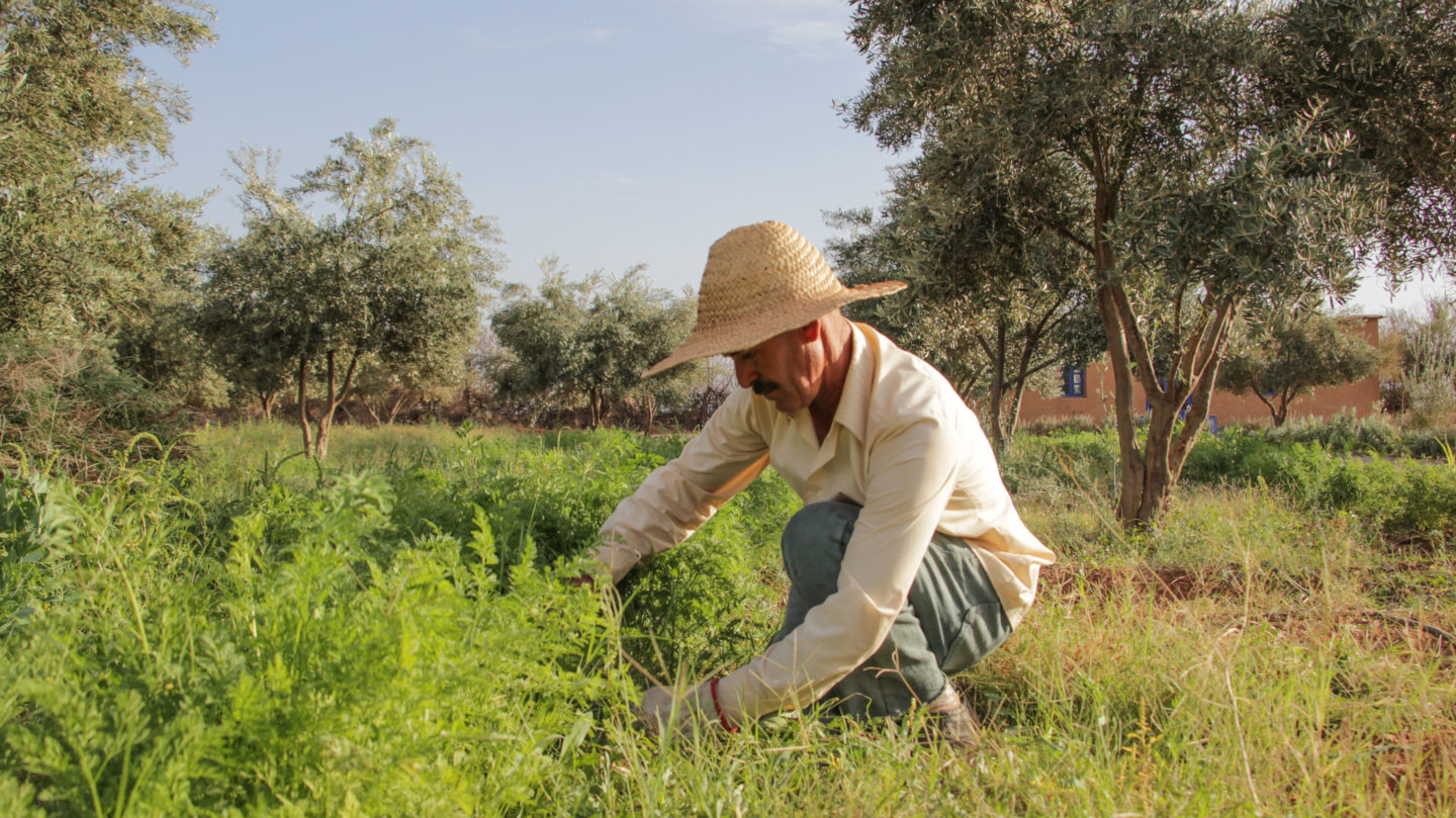 Adopter des innovations globales pour créer la « ferme de l’avenir » au Maroc | The Switchers