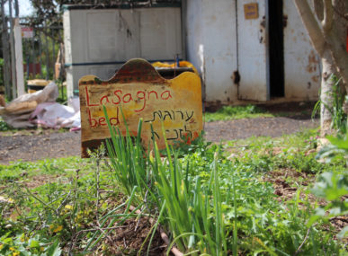 Layered organic waste decomposition in action has earned the moniker lasagna bed