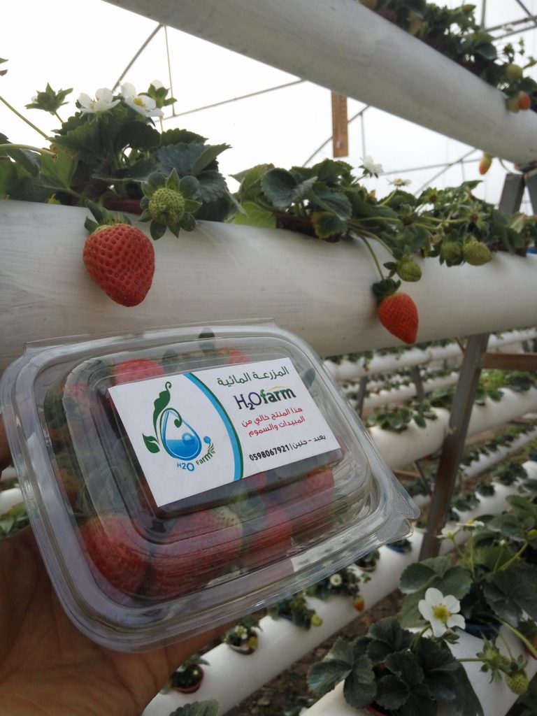 The Palestinian agripreneur using hydroponics to grow agricultural resilience in the West Bank | The Switchers