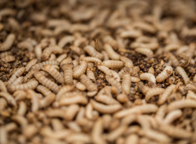 Fly larvae are pulverized and turned into protein powder that can feed livestock, fish and pets