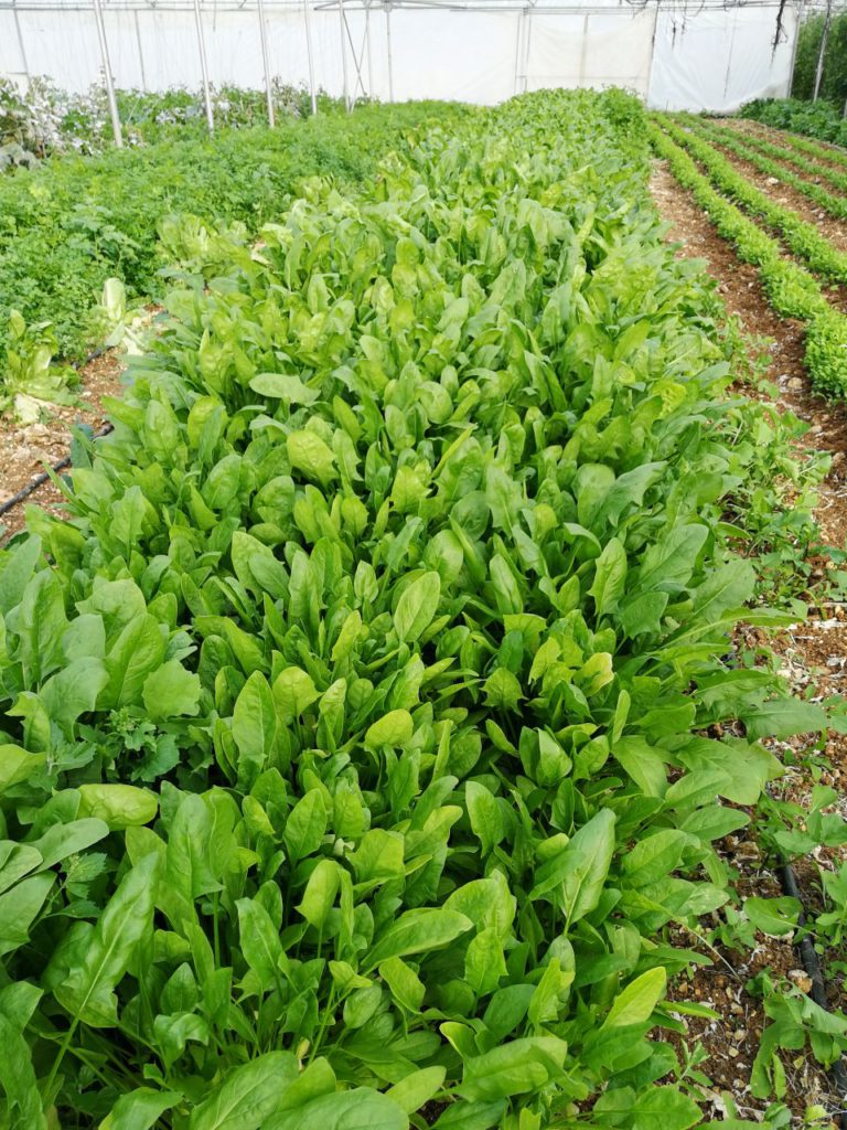 Cette initiative relève le défi de promouvoir un marché entièrement biologique au Liban | The Switchers
