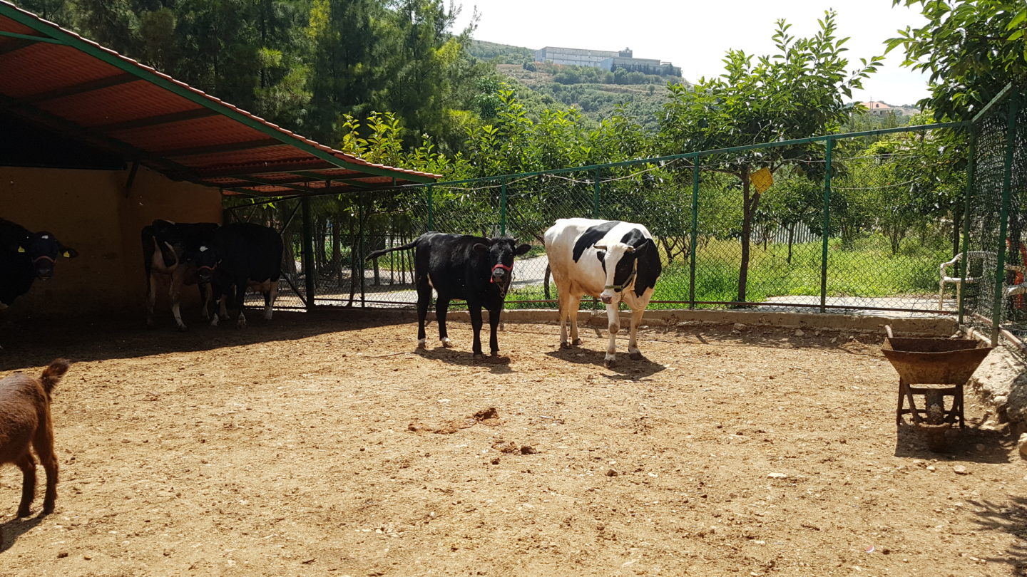 Cette initiative relève le défi de promouvoir un marché entièrement biologique au Liban | The Switchers