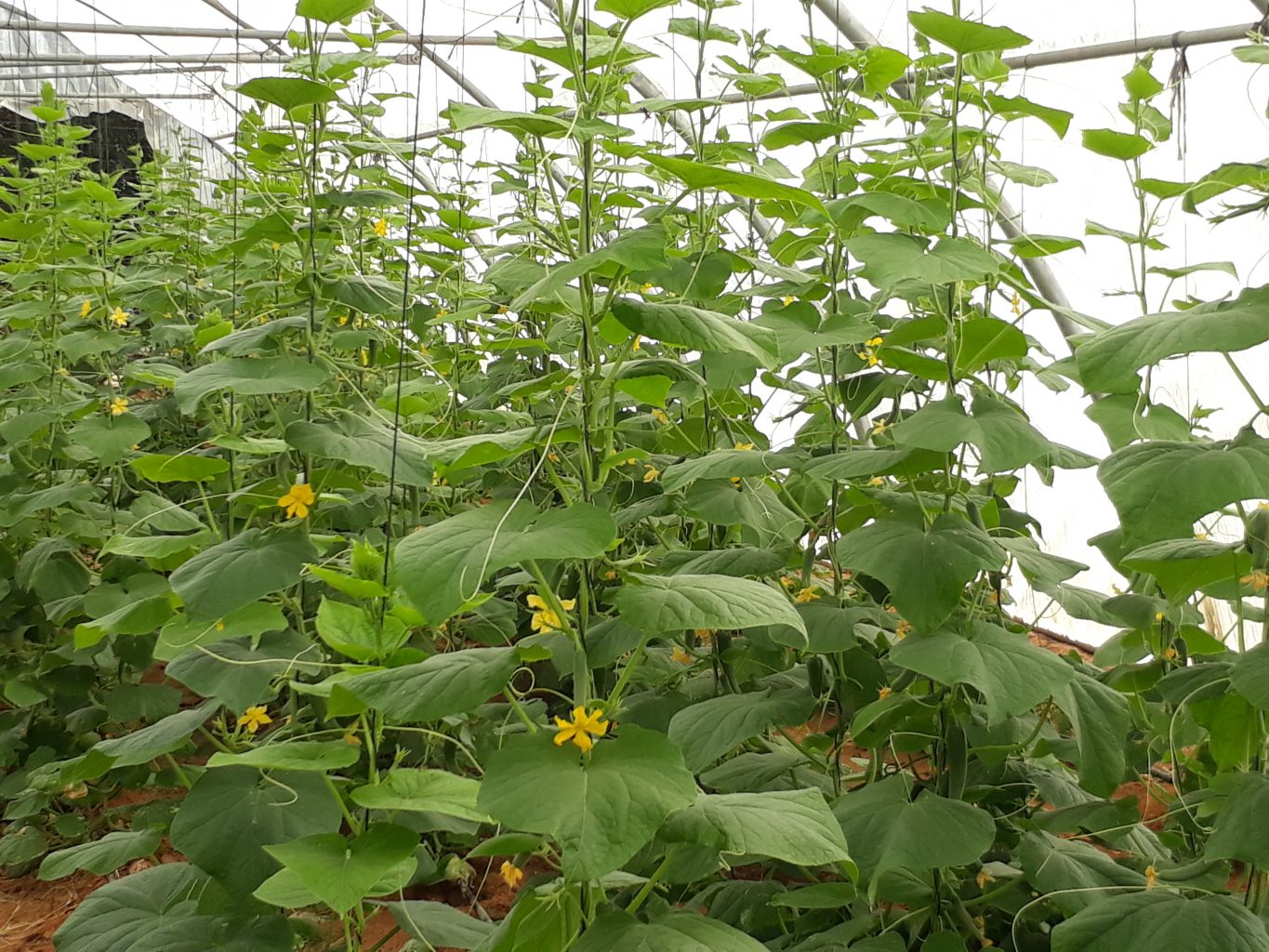 Egyptian Switcher Union for Agricultural Development has developed an organic pesticide that safely protects crops | The Switchers