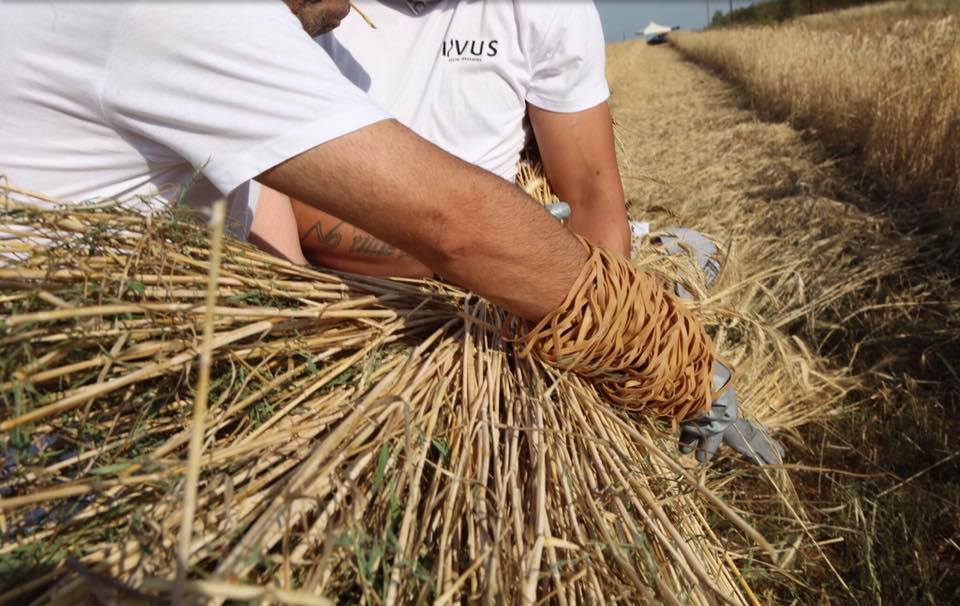 Interview: Nature-based solutions for Circular Economy, a strategic answer to the post COVID-19 related emergency | The Switchers